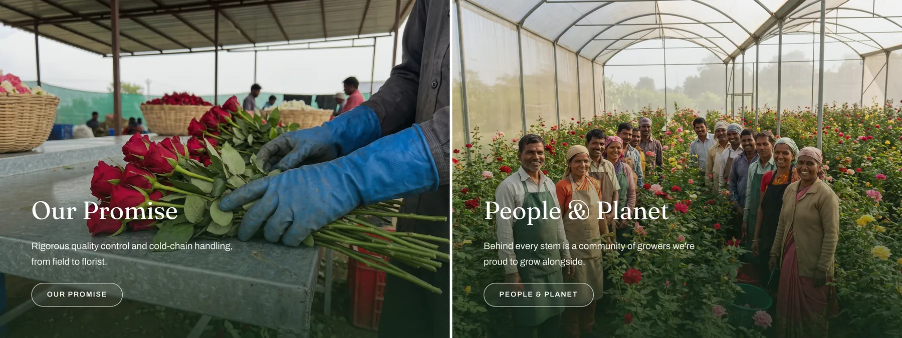 Our Promise and People and Planet — two feature cards over farm photography